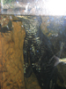 An alligator peering above the waterline