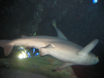 A shark swimming overhead