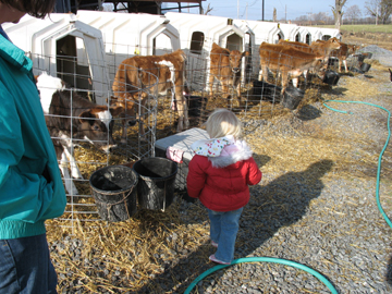 Checking out the baby cows