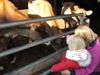 Feeding the baby cows