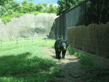 Black Bear