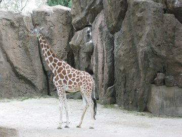 Giraffe