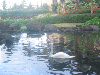 A swan joining us for breakfast